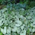 Brunnera macrophylla 'Looking Glass'